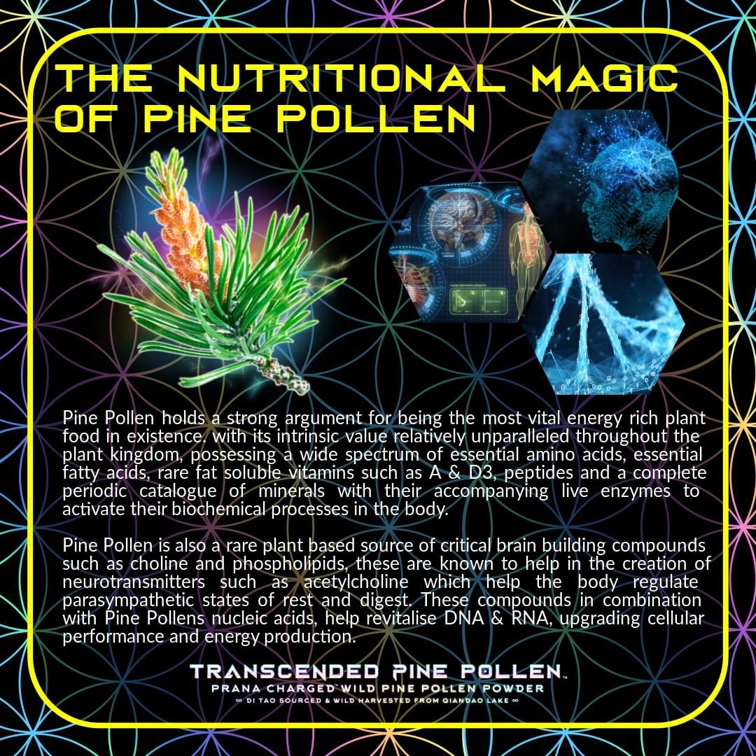 Primal Alchemy // Transcended Pine Pollen // Hormone Optimiser Primal Alchemy 100g NTS Newtown Supplement Store Sydney